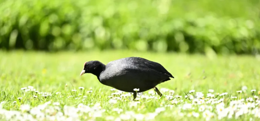 Un oiseau aux plumes noires se tient sur une pelouse verte parsemée de petites fleurs blanches, avec un feuillage flou en arrière-plan