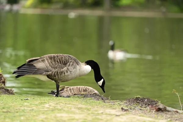 Bernaches du Canada au bord du lac au crépuscule